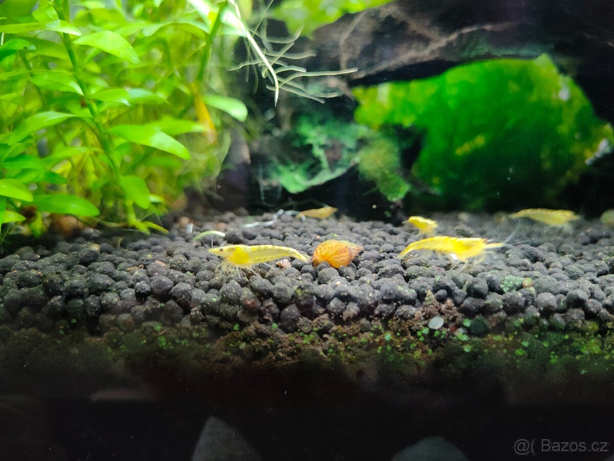 Piskořka hrbolkovitá (Melanoides granifera)