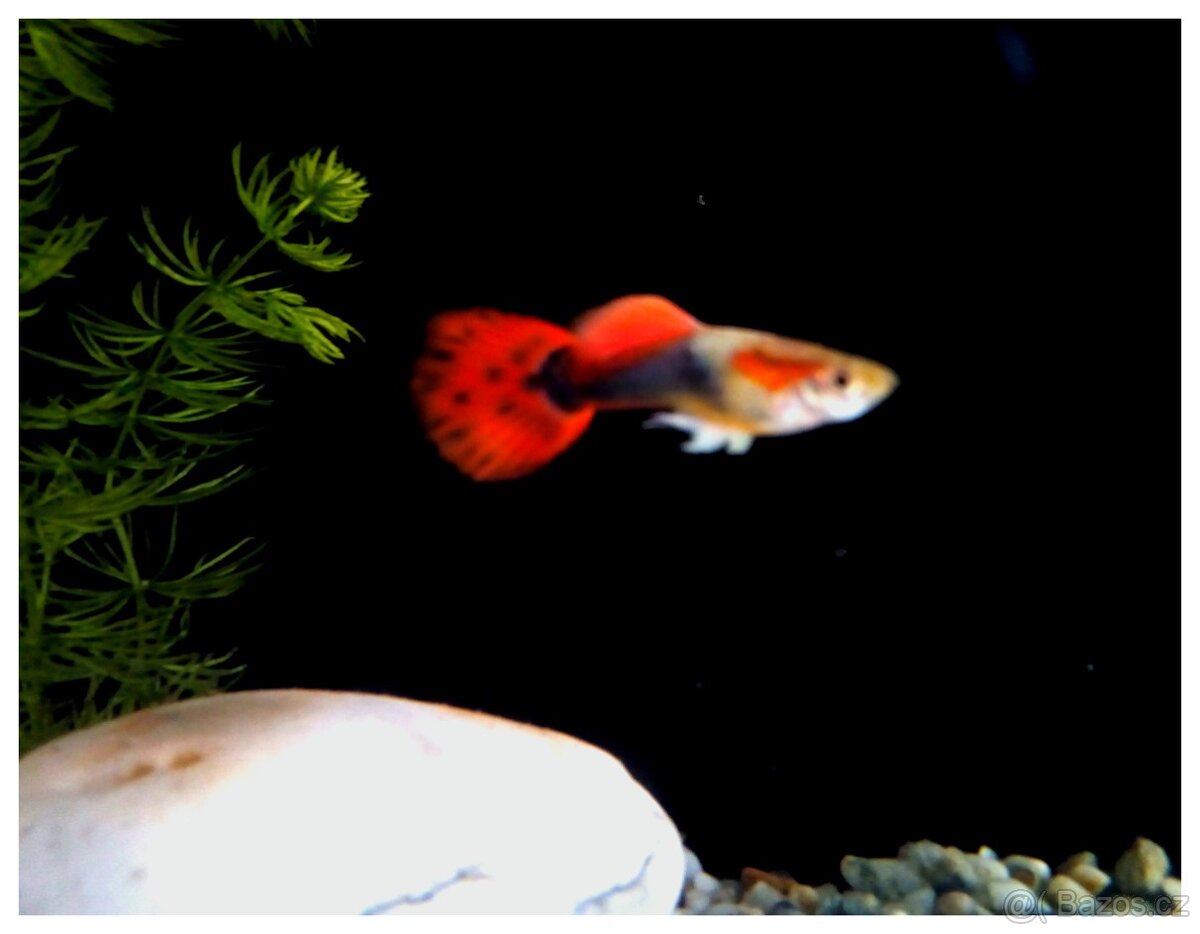 Poecilia Reticulata a Xiphophorus Helleri CCA  900-1000 KS