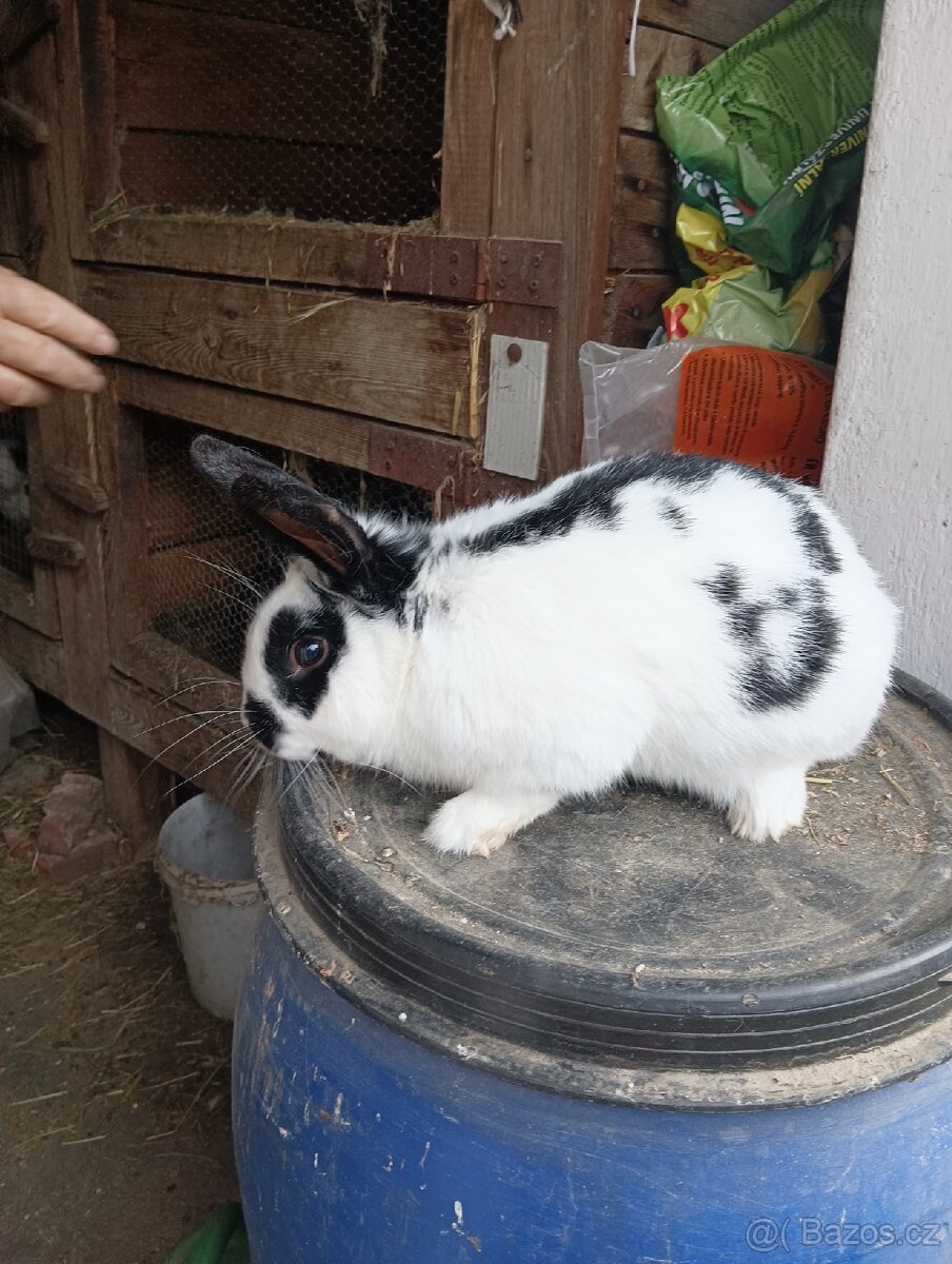 Prodám