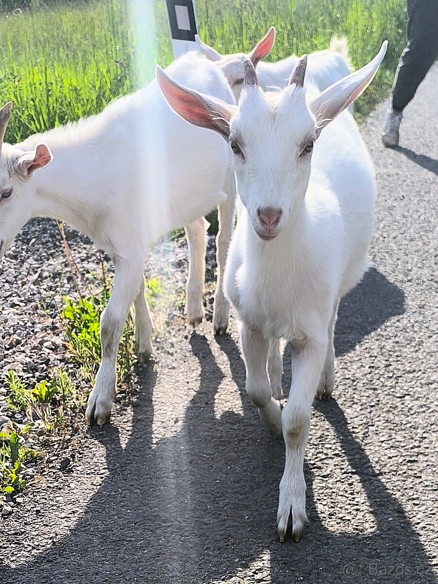 Bílá kráska