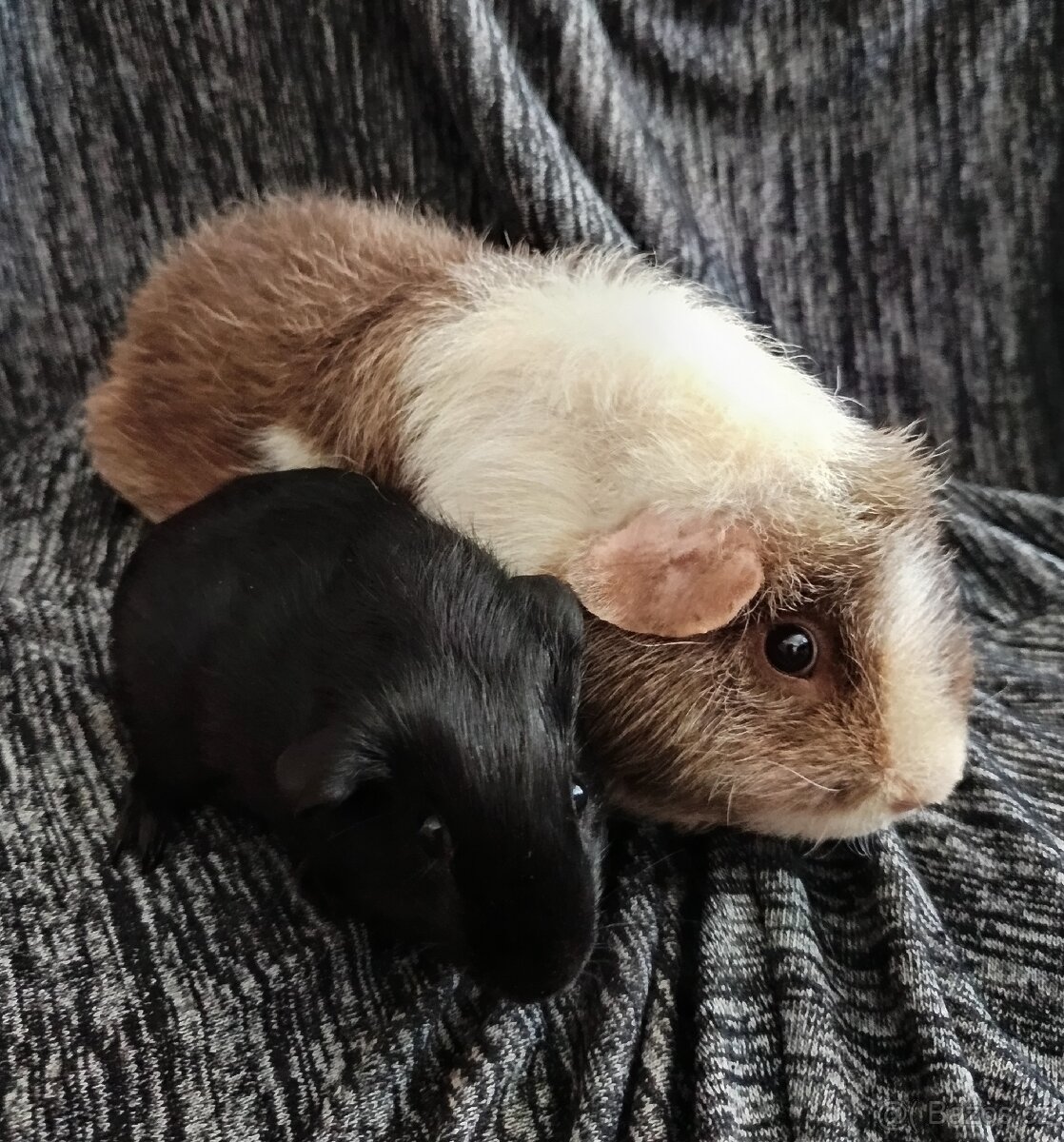 2 páry samečků na mazlení - morče, morčátka