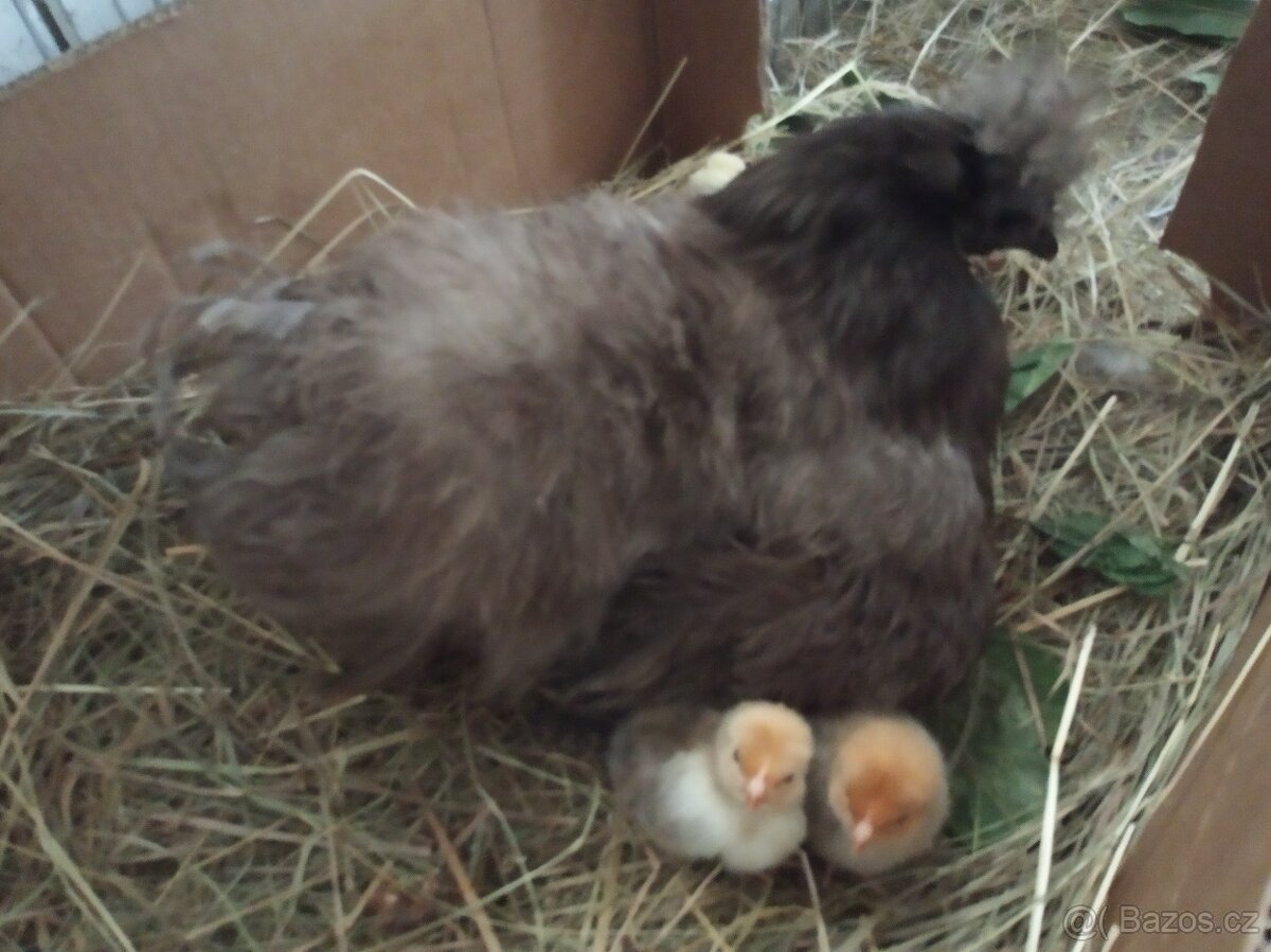 Hedvabnička slepička , kohout