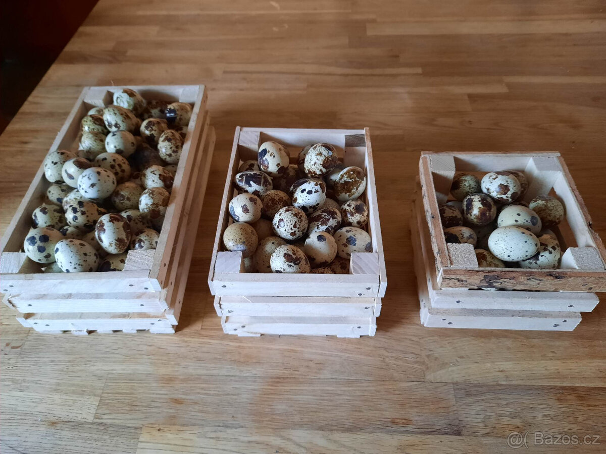 Křepelčí vajíčka