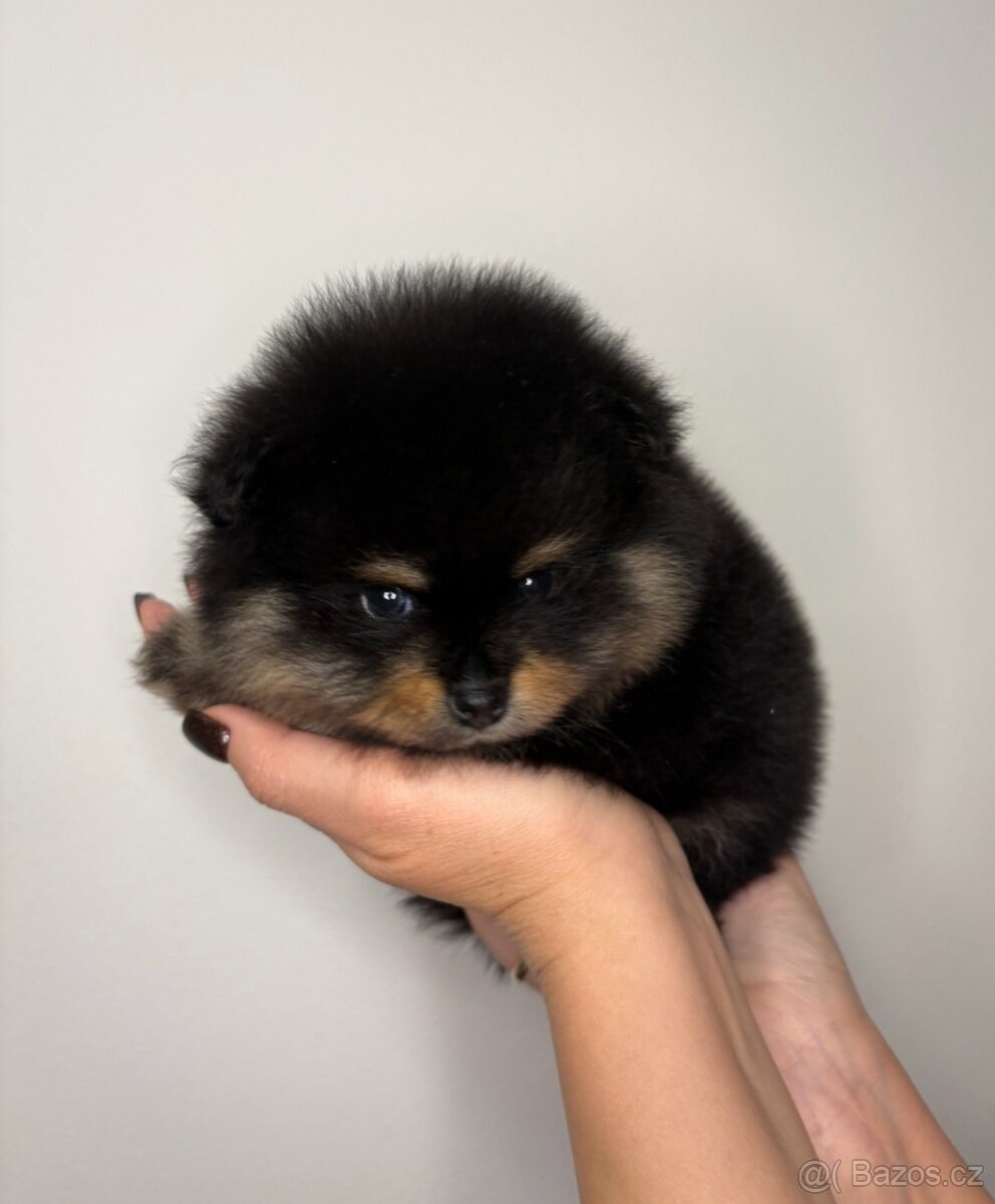 Štěňata pomeraniana s PP FCI