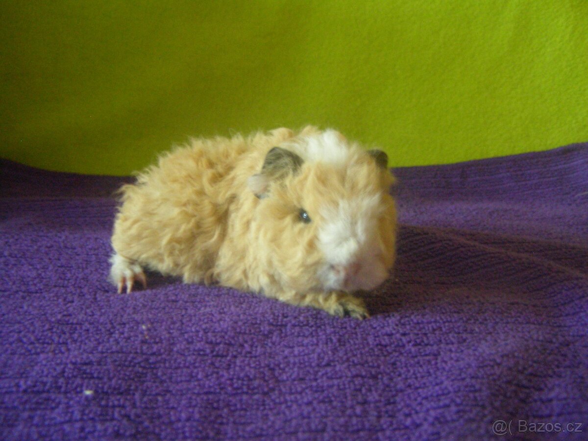 Morče,morčata Peruánec, Lunkarya z registrované Chs