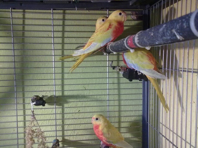 Prodej Neoféma tyrkysová