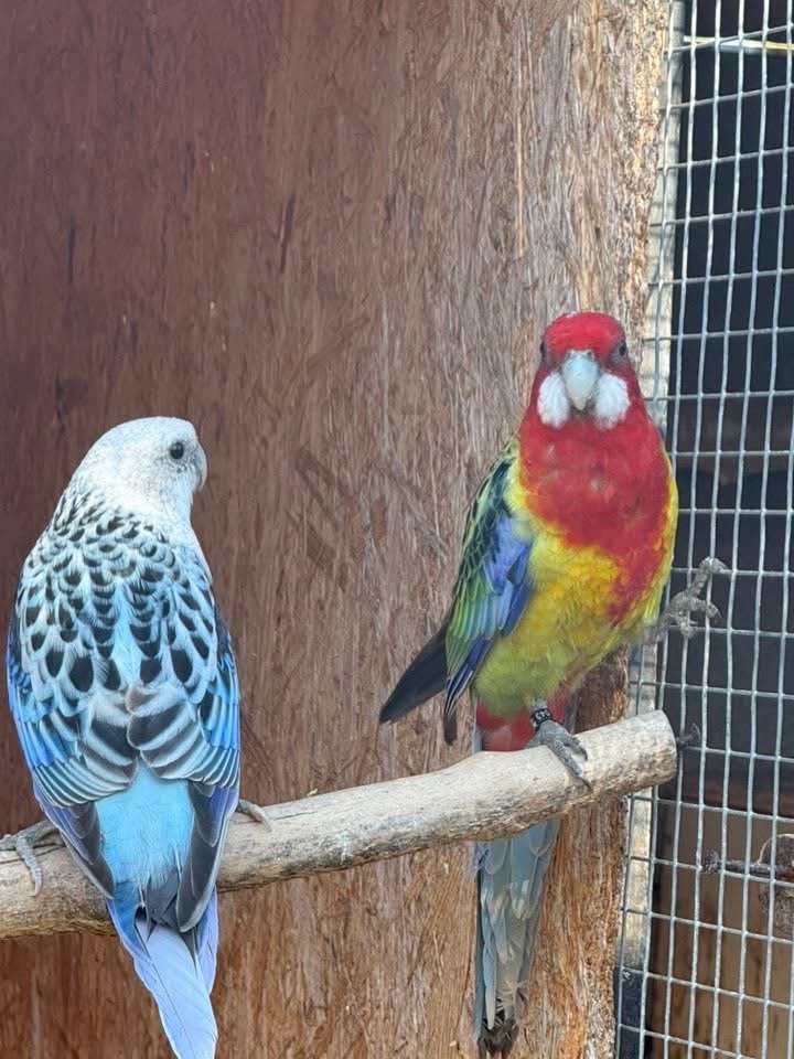 Predam Rosela pestra modra Step na modre