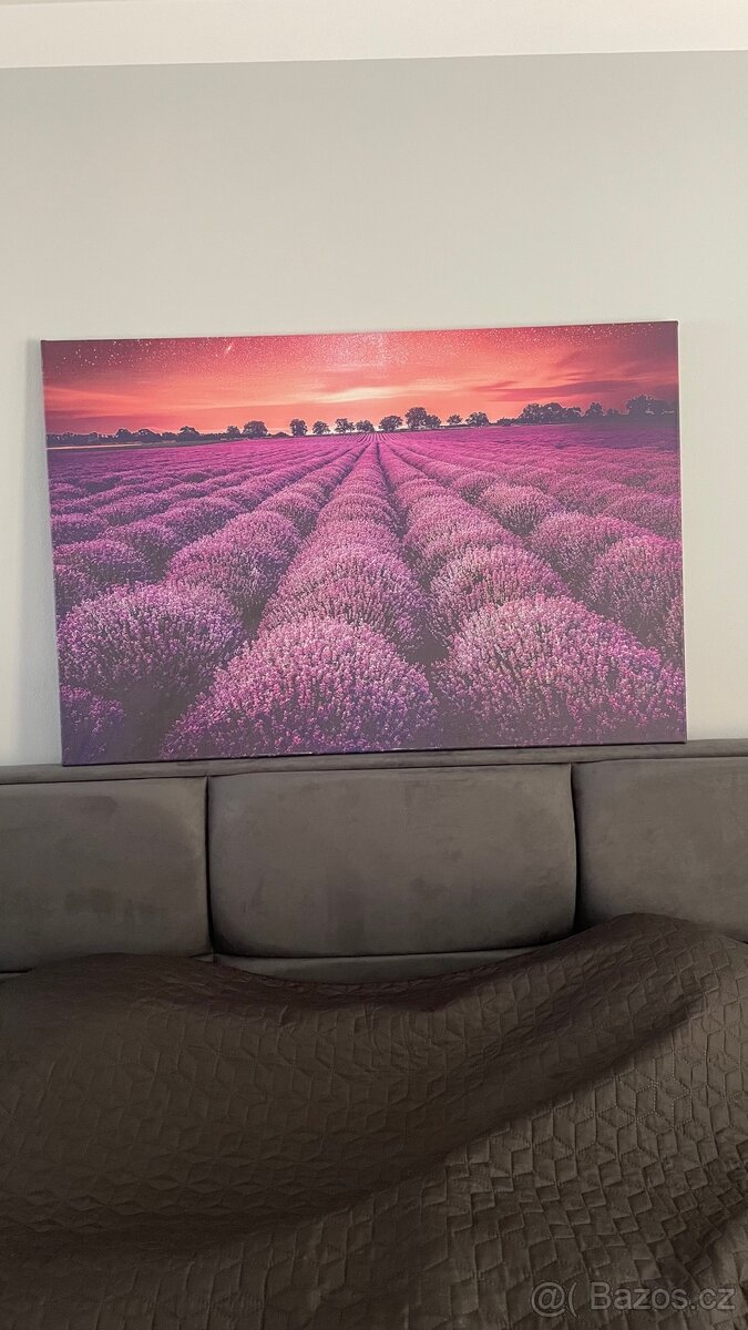 Fotoobraz - Levandulové pole