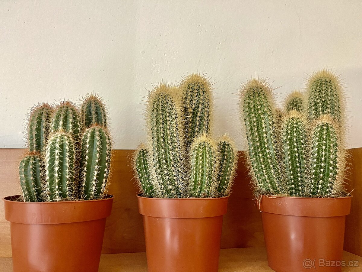 Tři nádherné kaktusy