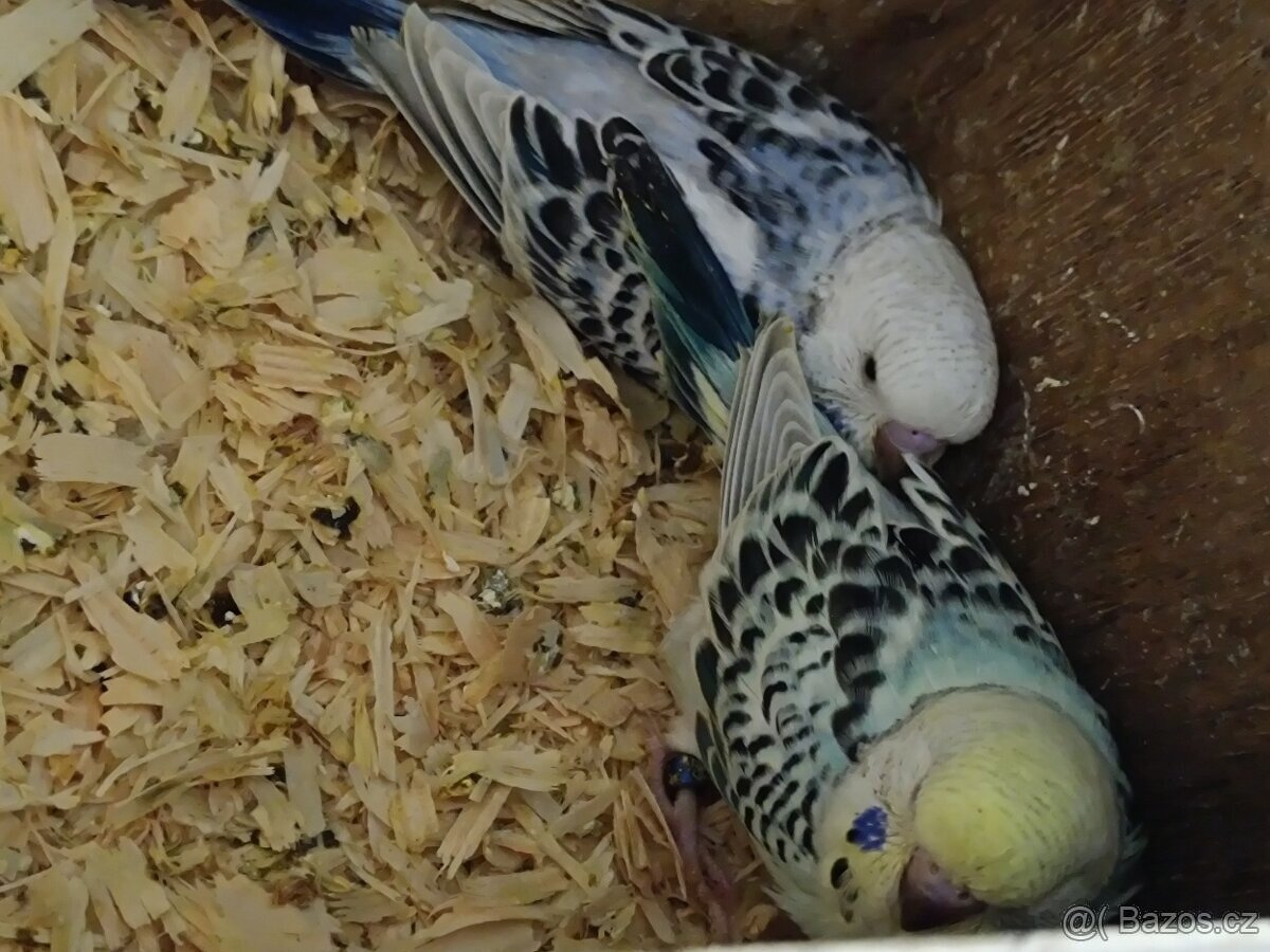 Andulka 30 denní z budky