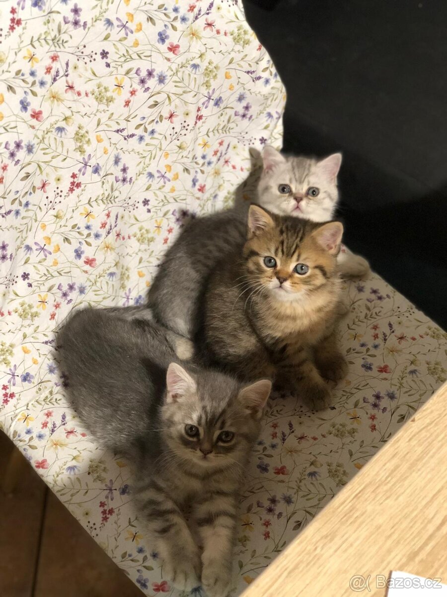 Britská koťátka s PP