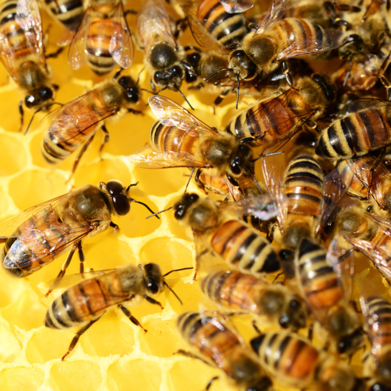 Včely - vyzimovaná včelstva