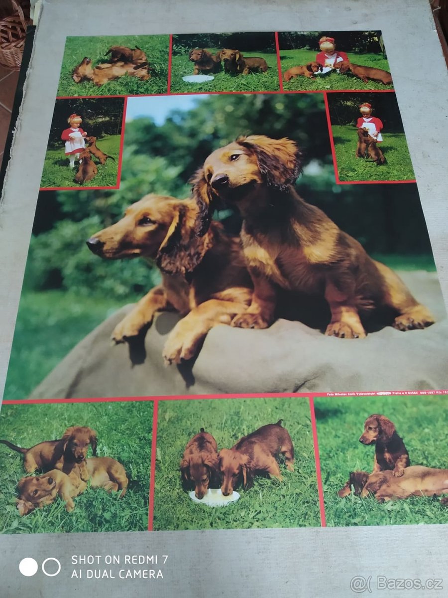 Originál nástěnné plakáty z 80. let 20. století - Psi, Kočky