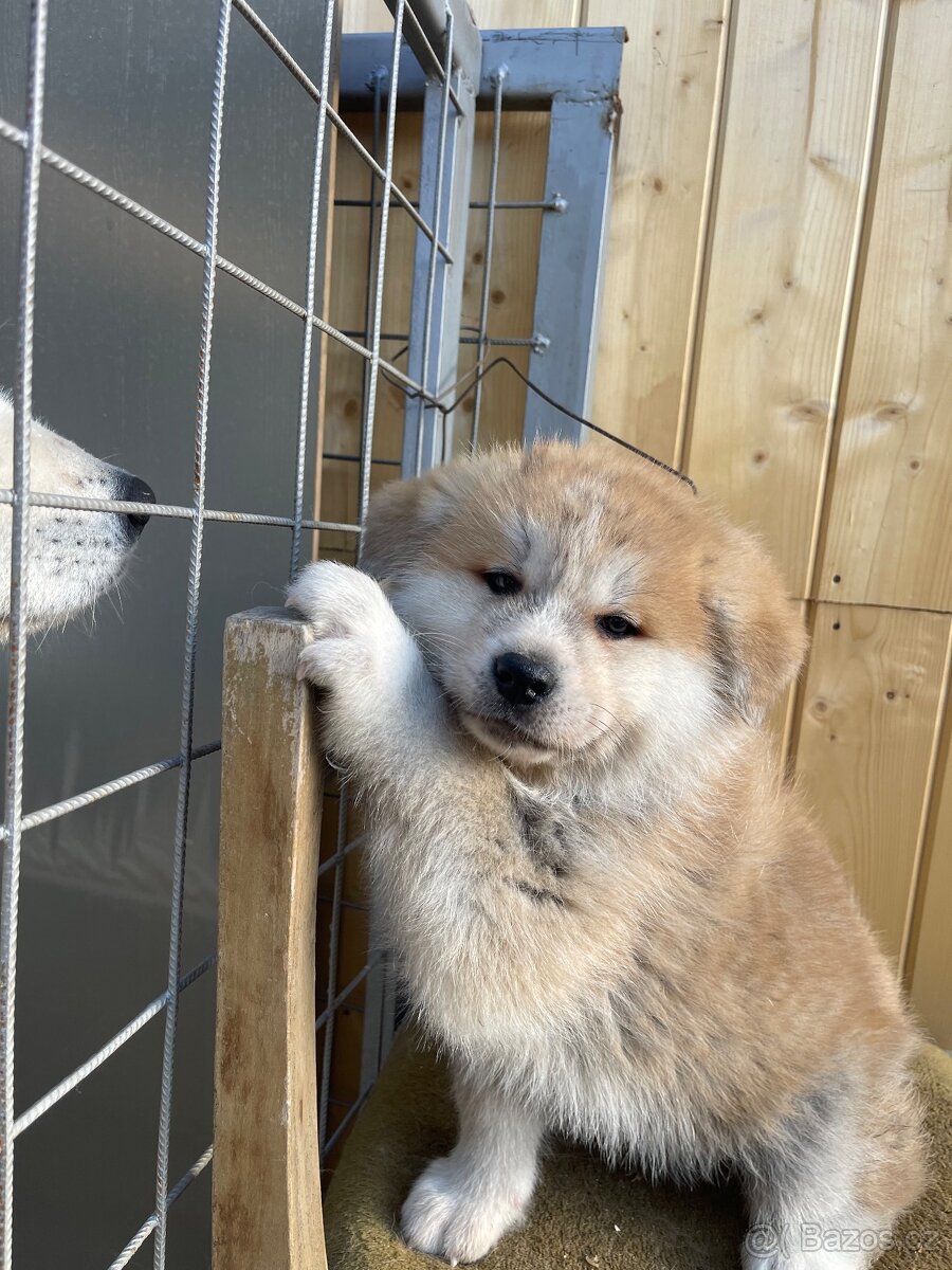 Akita inu Štěnata prodám