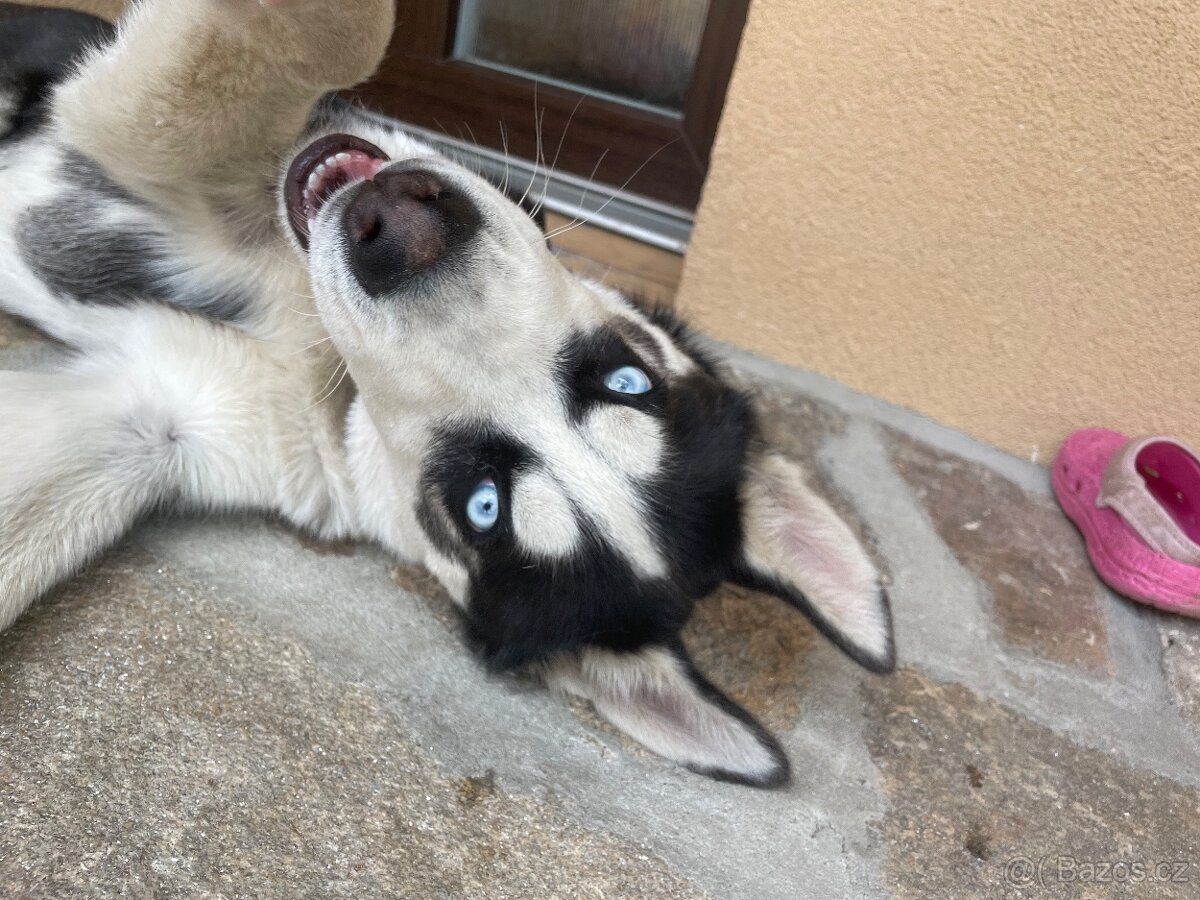 Sibiřský Husky bez pp