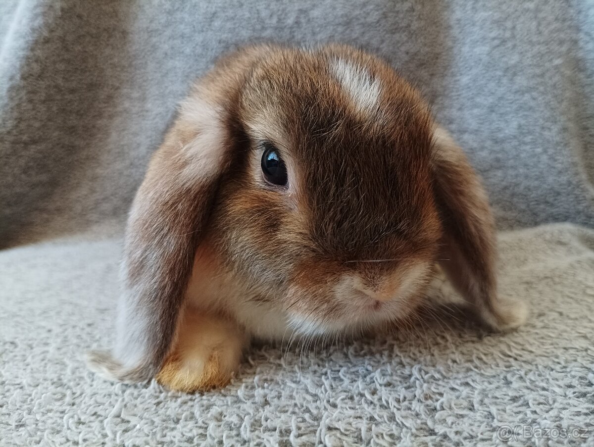 Samička zakrslého beránka 🐇