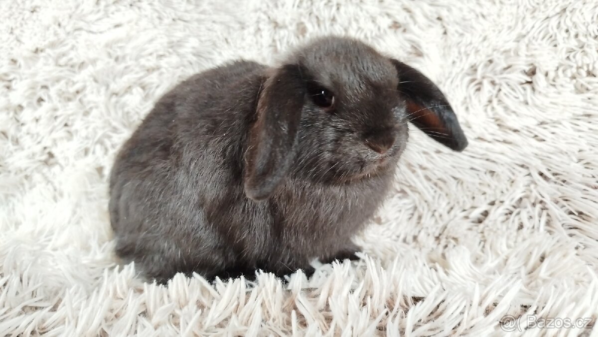 Zakrslý beránek, králík, králíček - CRISTIAN