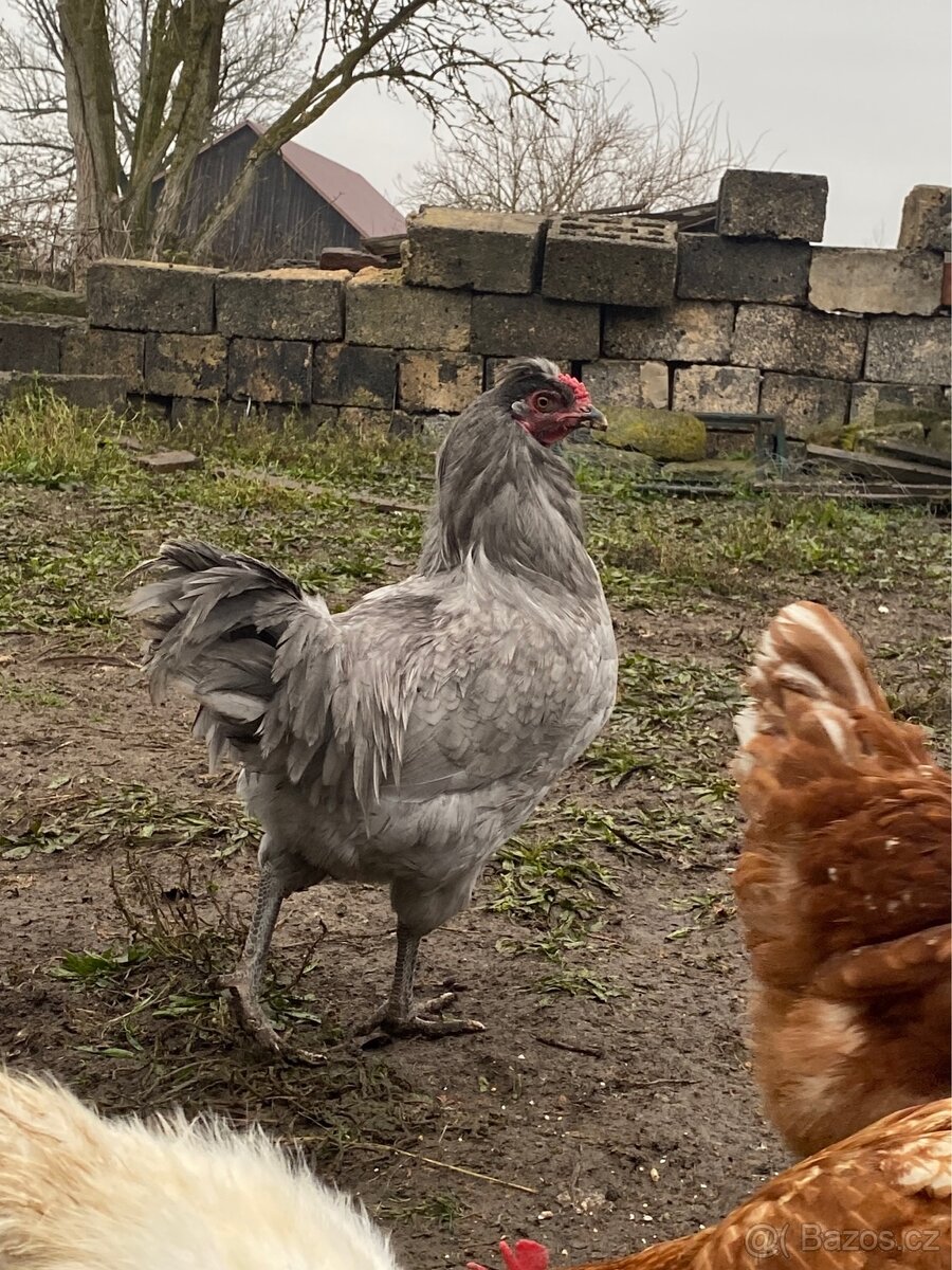 Kohout Araukana Lavander