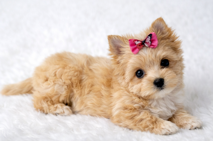 yorkshire terrier s PP