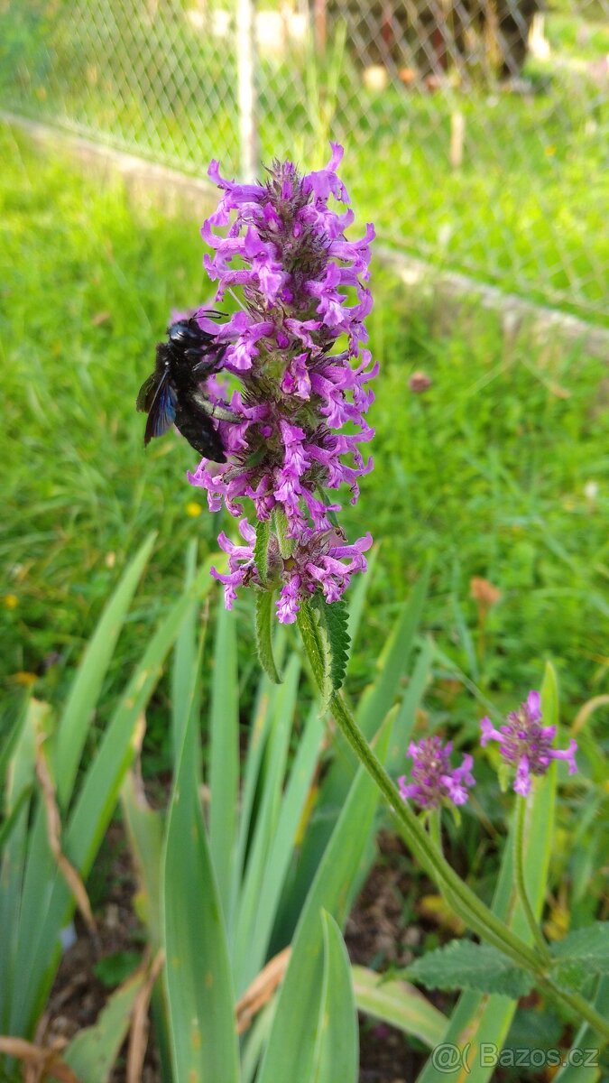 Bukvice lékařská - Betonica officinalis 700 semen 50 Kč
