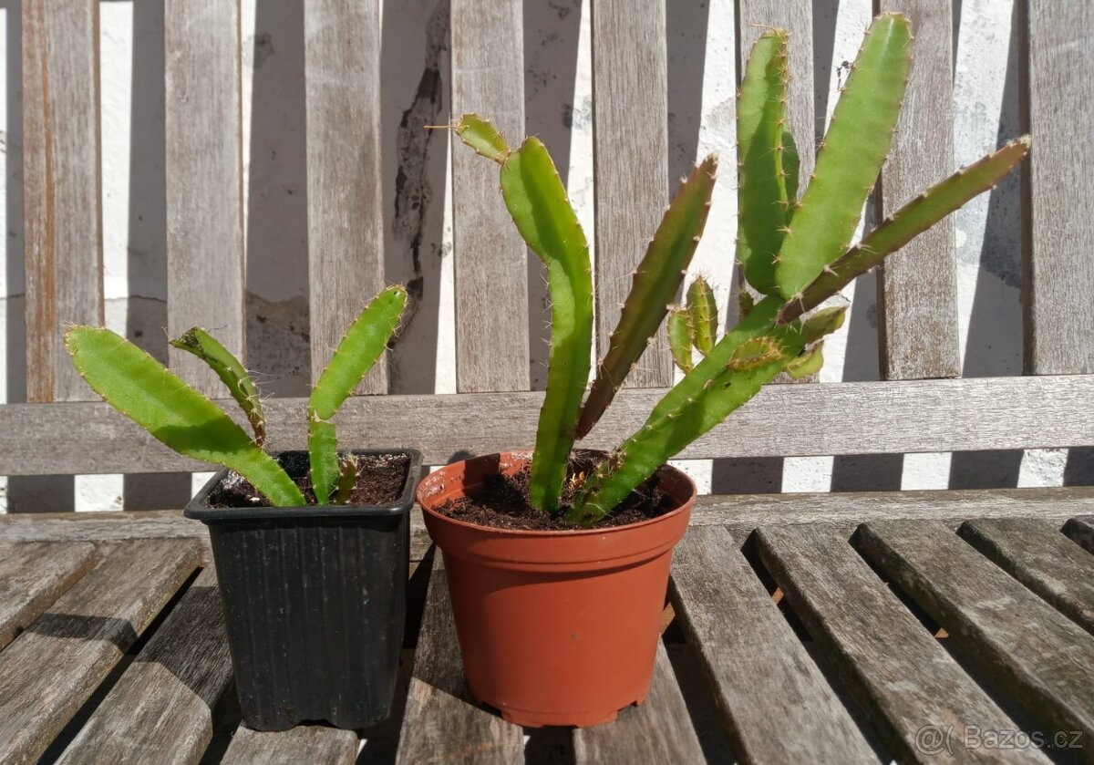 dračí ovoce (Hylocereus undatus), Pitahaya