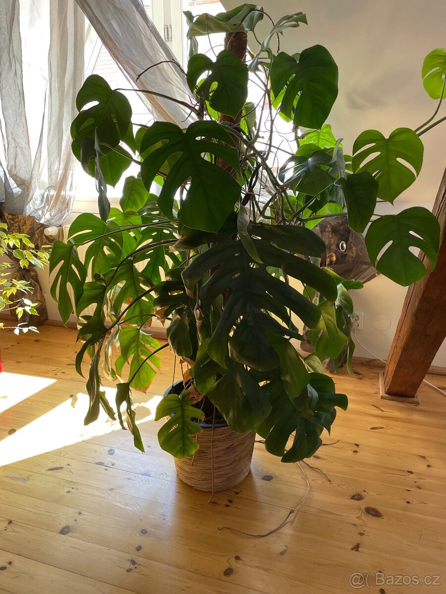Kytka Monstera