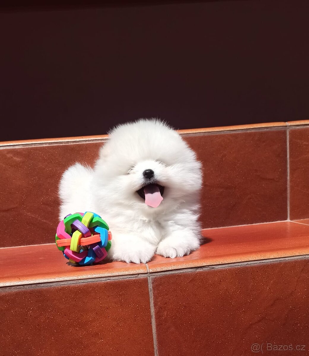 Bílá Pomeranian štěňata