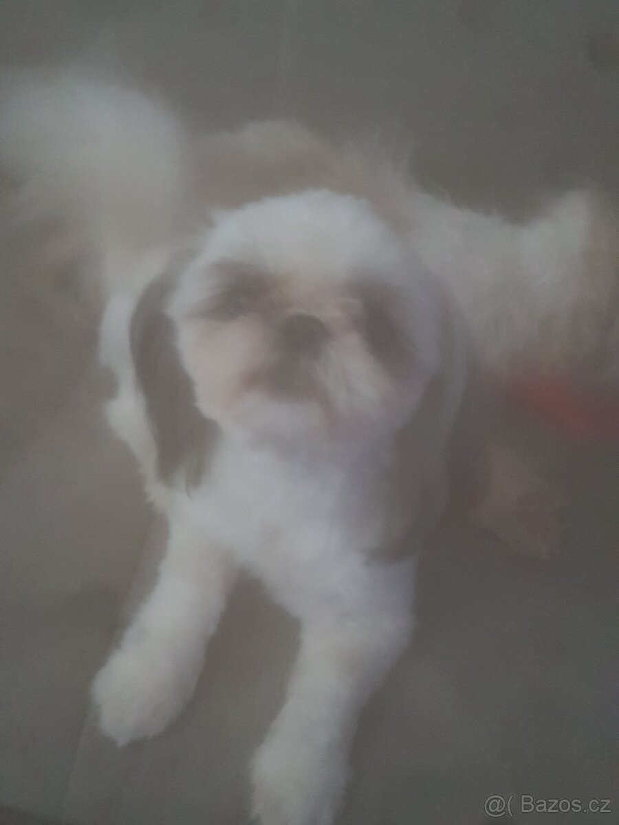 Prodám pejsky shih-tzu,shi-tzu 11mesicu