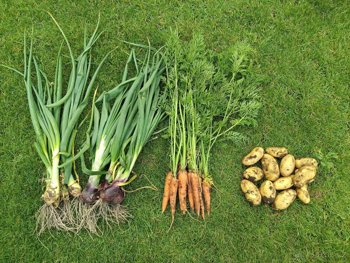 Brambory,cibule a mrkev