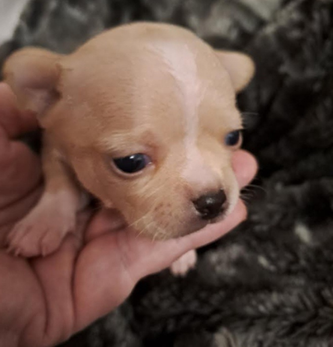 Mini čivava