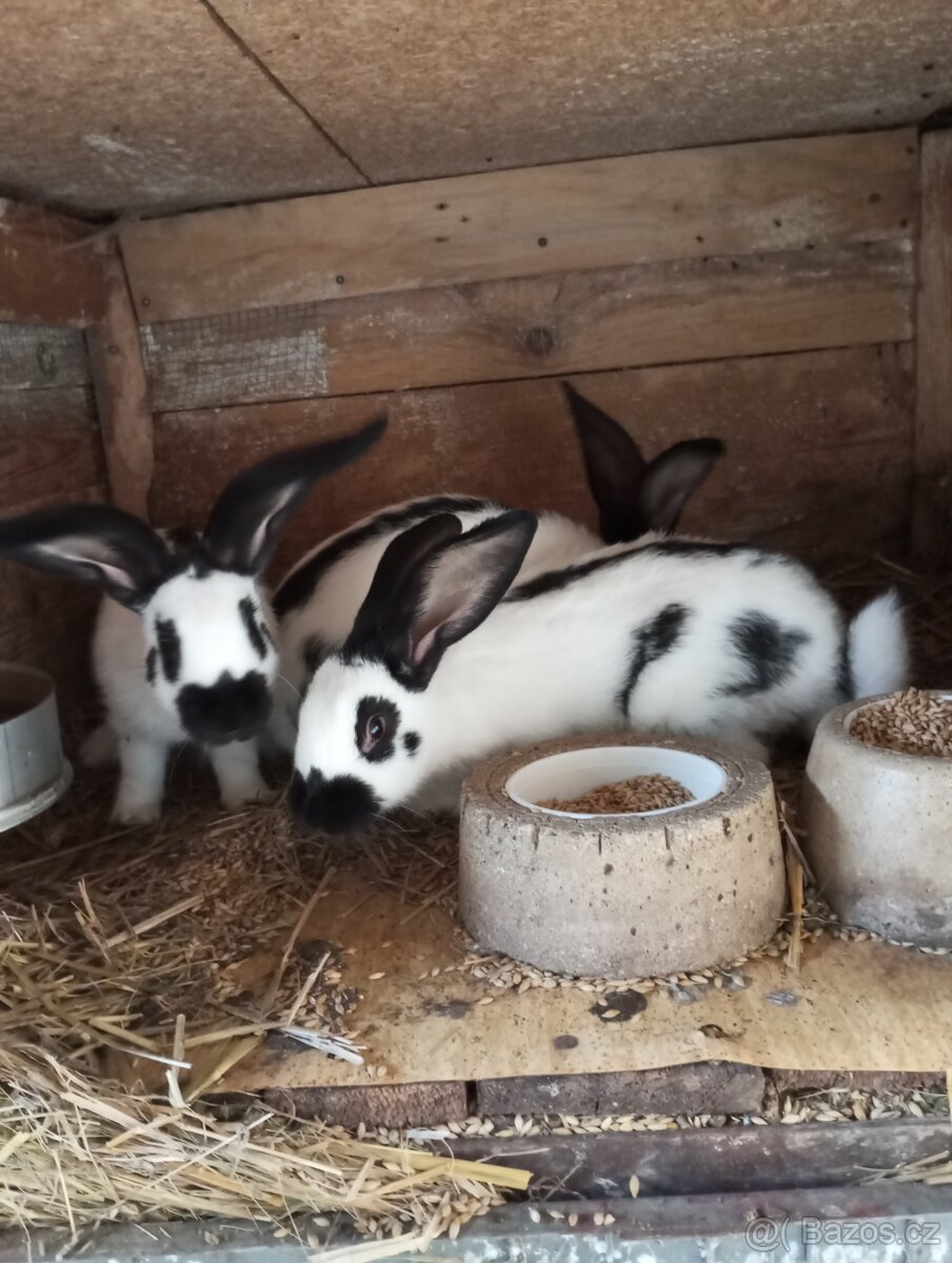 Králíci německý obrovitý strakáč a kříženci NoS bu a čin vel