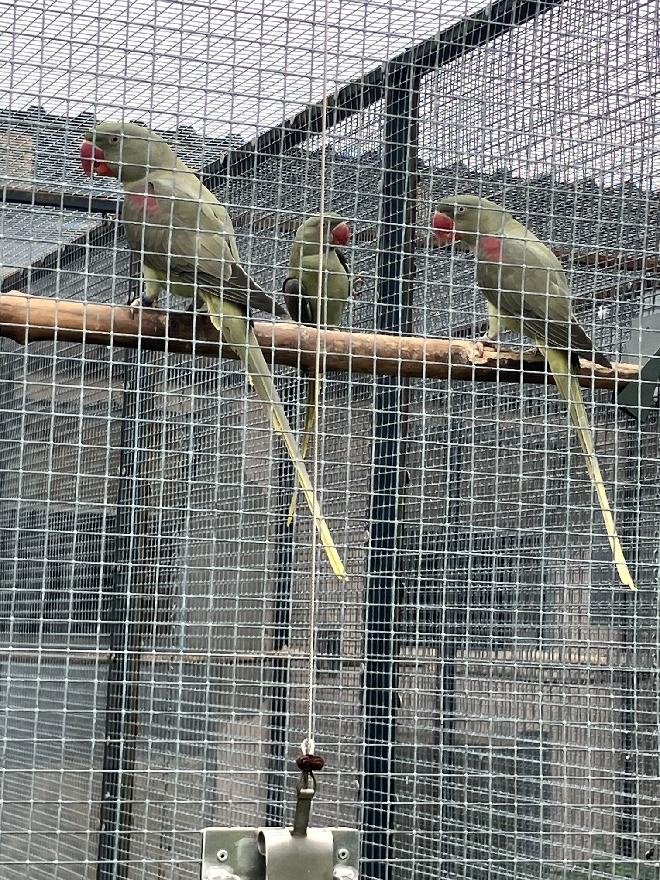 Alexandr Velký Olivové