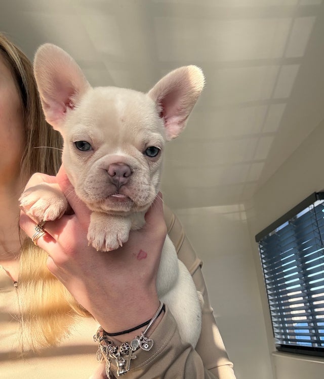 Francouzský buldoček