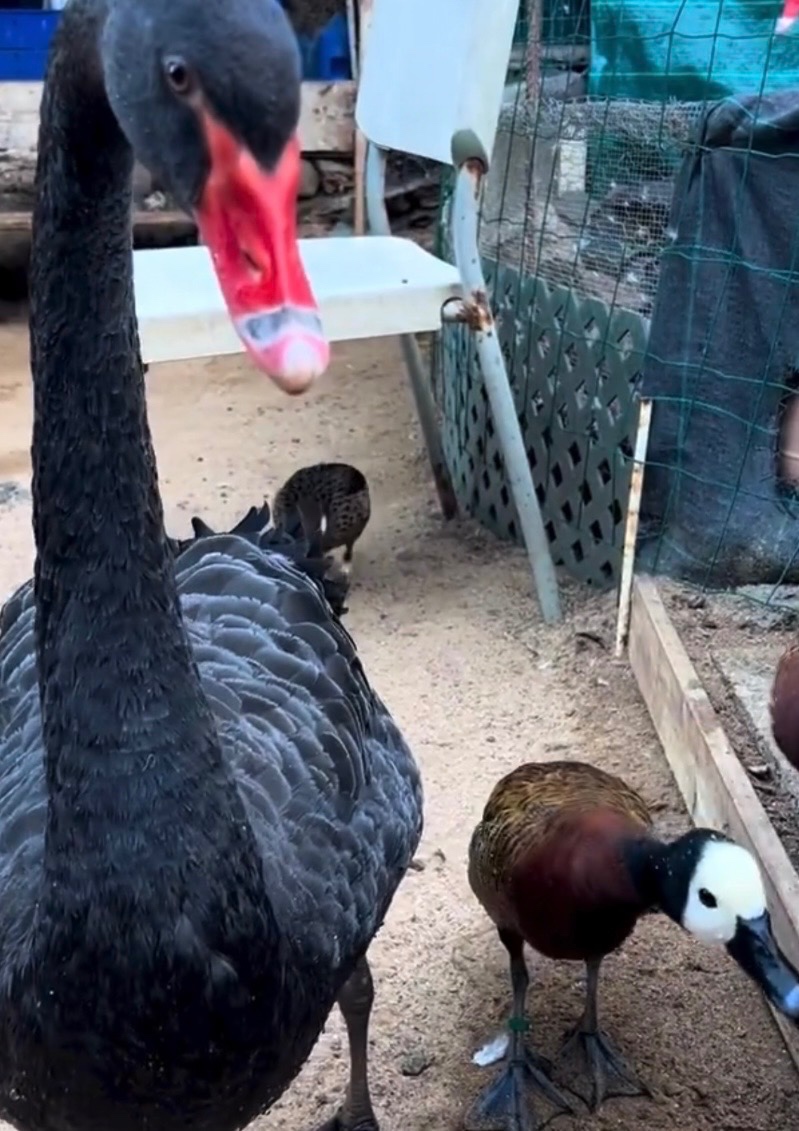 Drůbež a Nasadová vajíčka