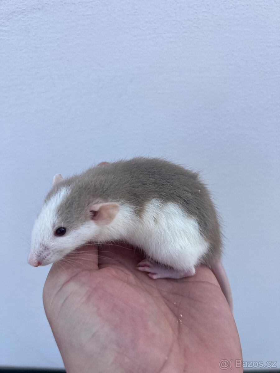 Potkan Dumbo