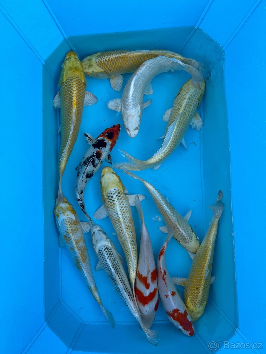 Koi kapr