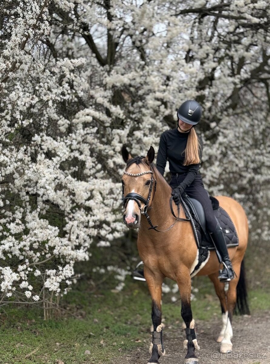 Sportovní pony parkur/drezura