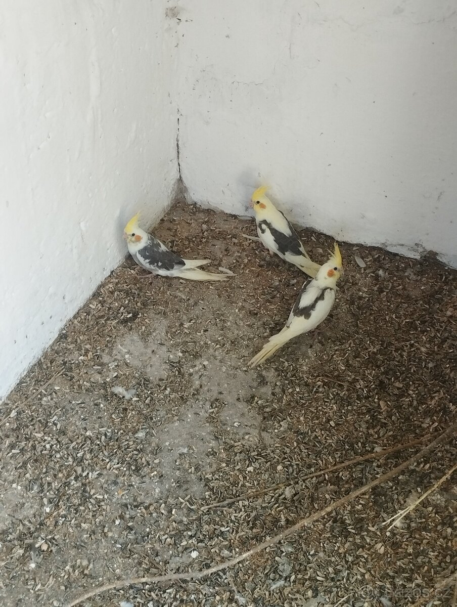 Mladé korely a andulky na ochočení
