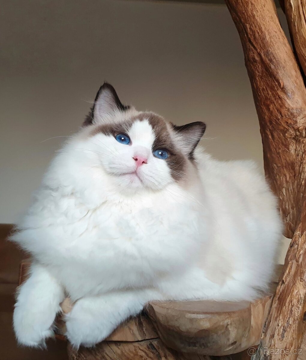 Ragdoll kocourek s PP na mazlíčka