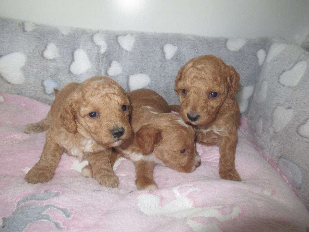 Maltipoo štěňátka