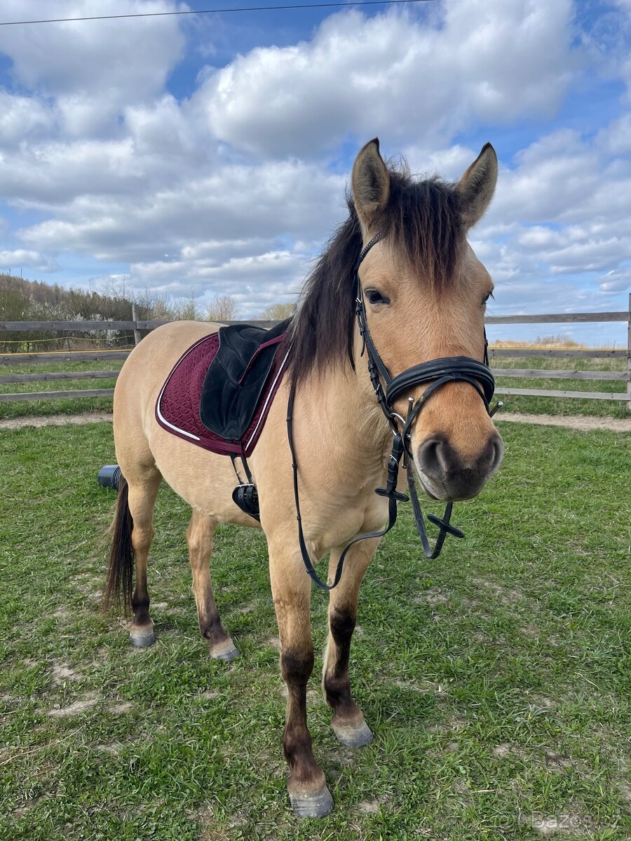 4 letá klisna fjord X quarter horse