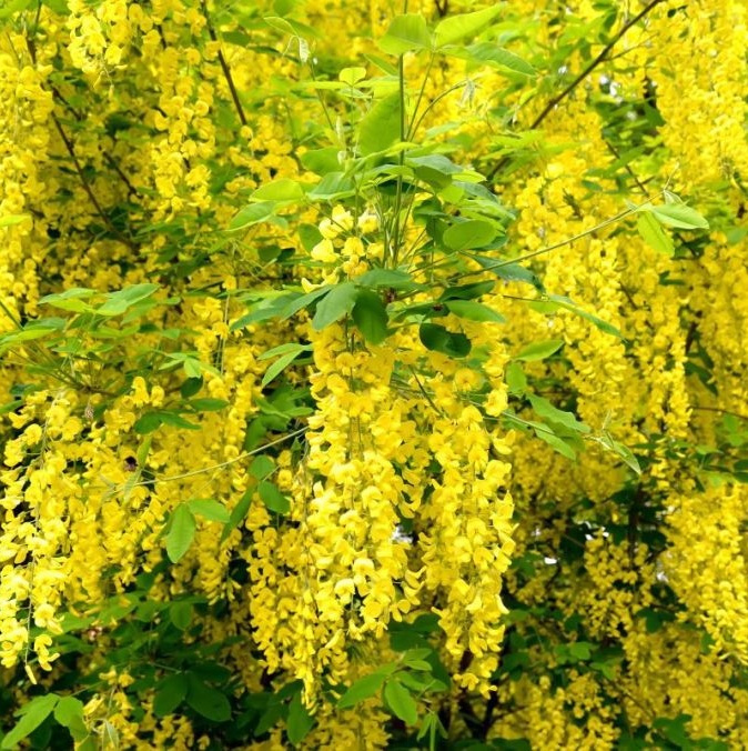 Štědřenec odvislý - Laburnum anagyroides 30 semínek