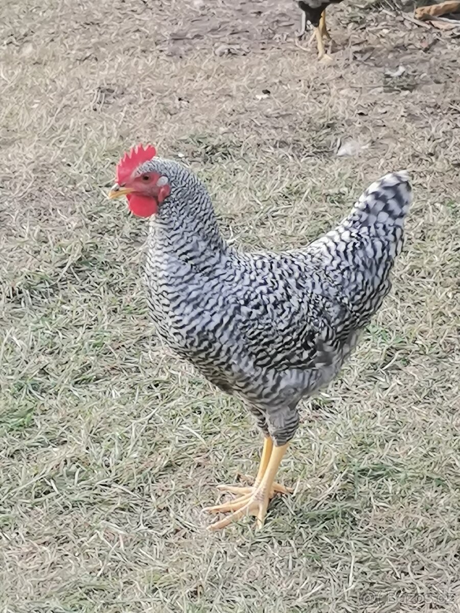 Kohout