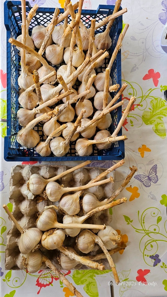 Česnek