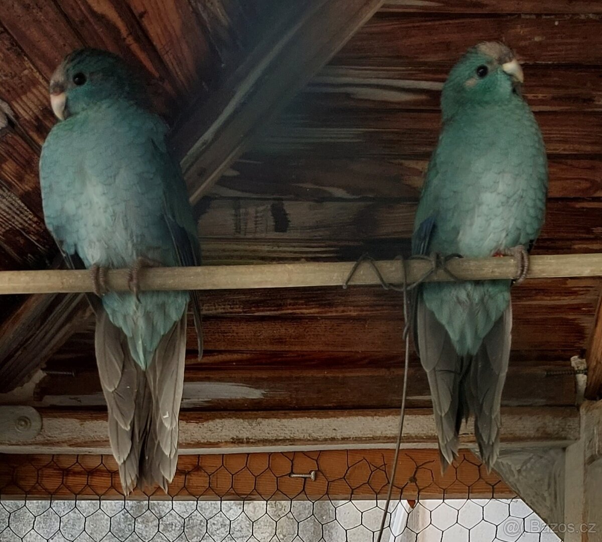 Prodam Kakariky modre