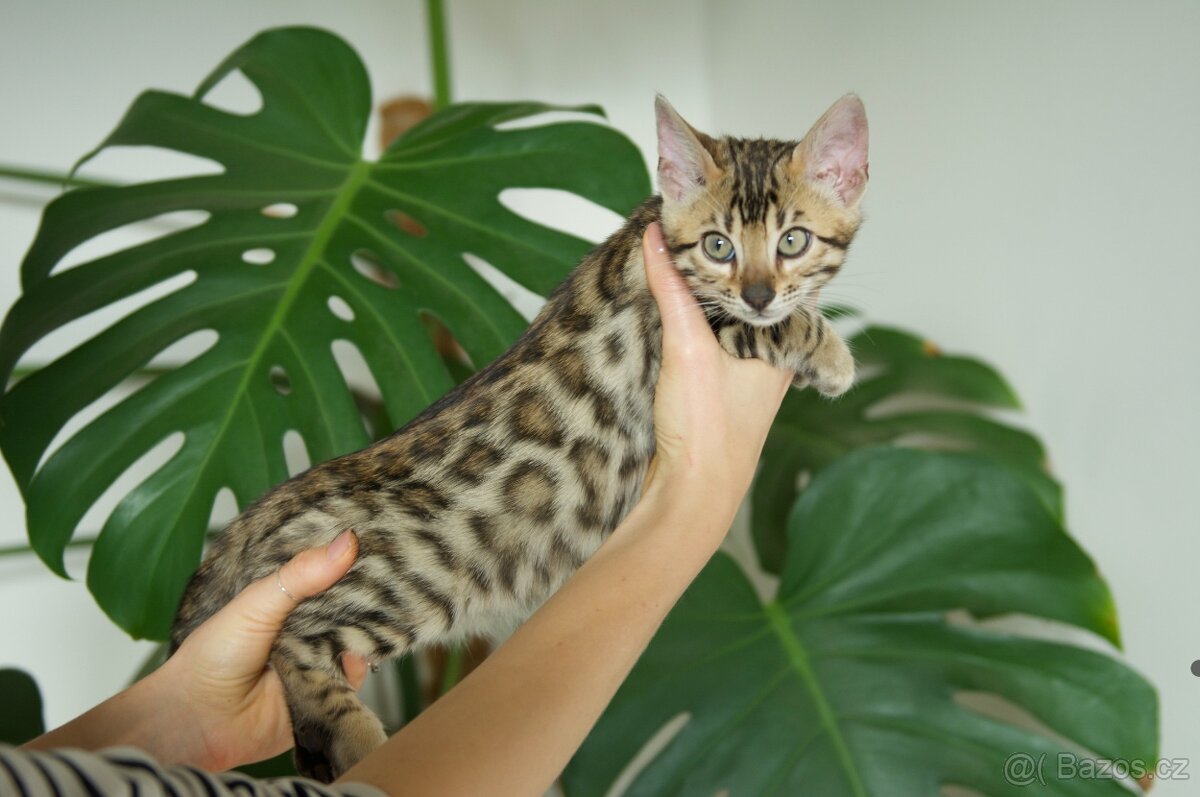Bengálská Kočka- koťata