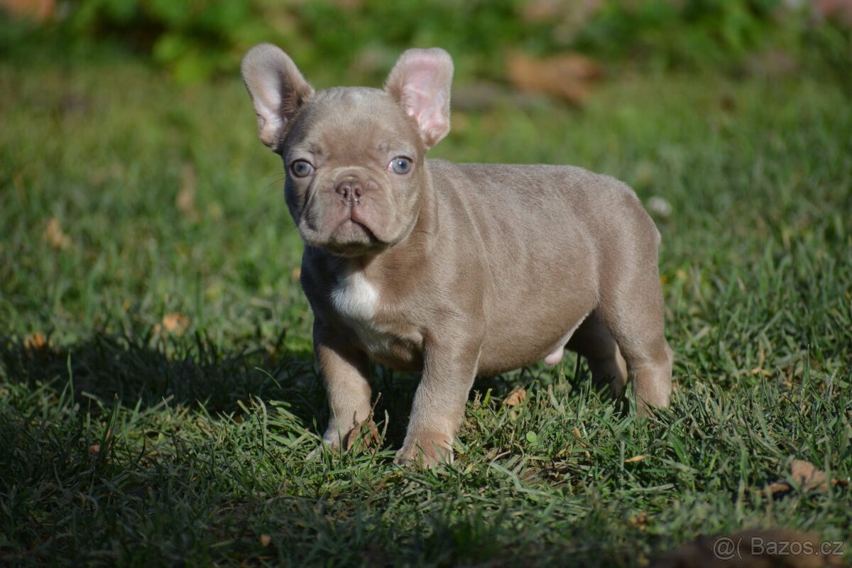 Francouzský buldoček