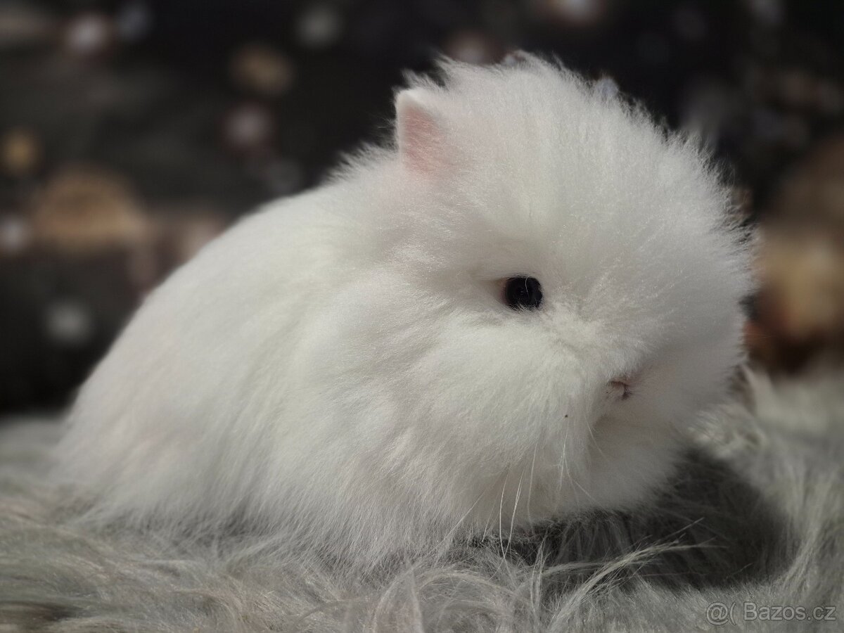 Zakrslý králík teddy