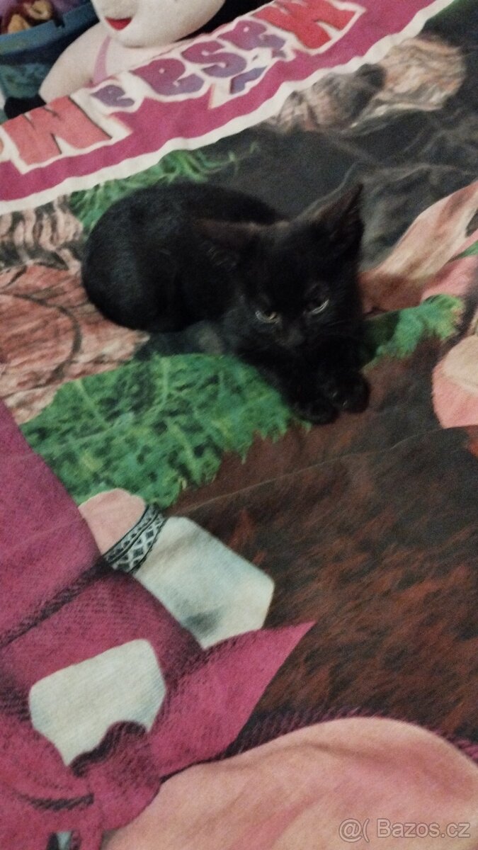 Daruji dvě koťátka