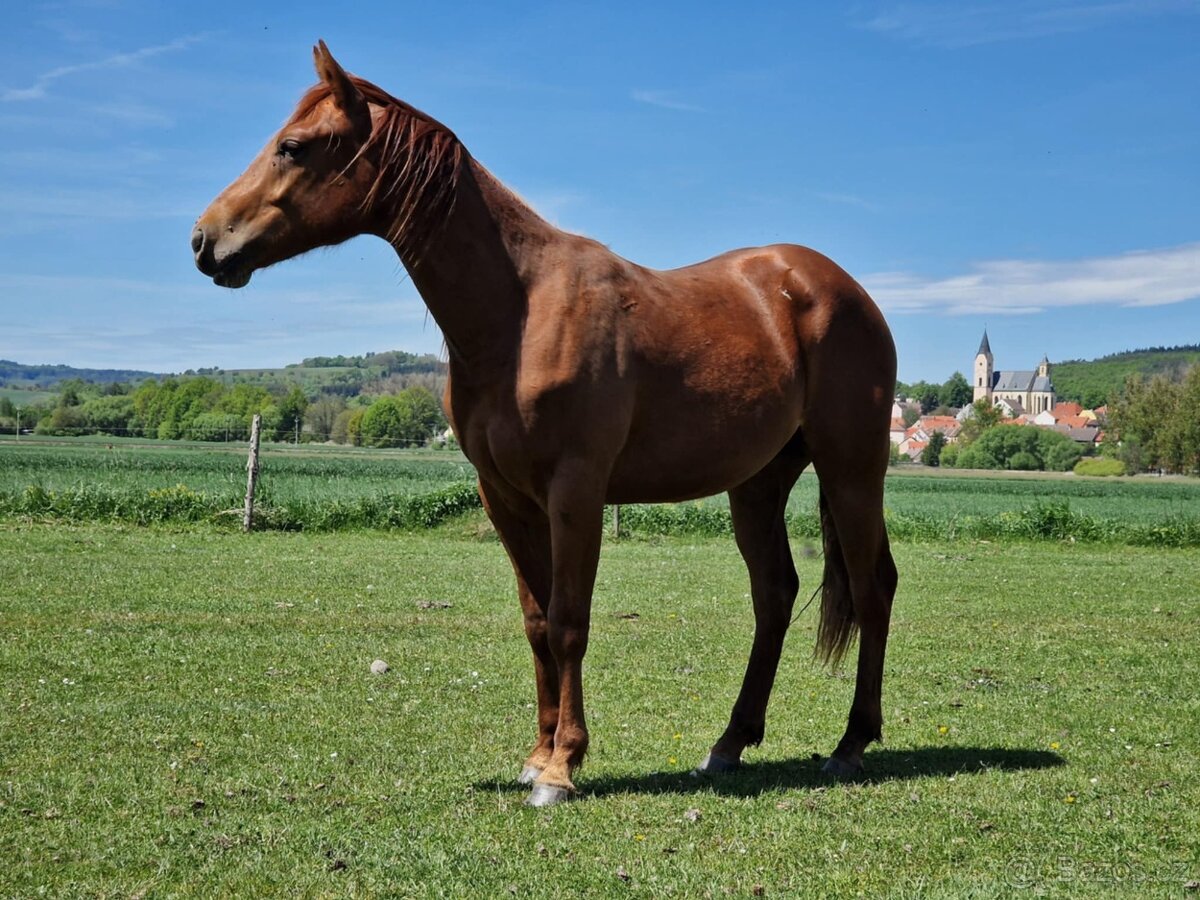 AQH valach
